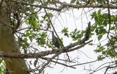 Ixobrychus sturmii