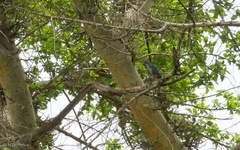 Ixobrychus sturmii