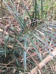 Macrozamia spiralis