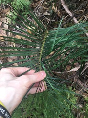 Macrozamia spiralis