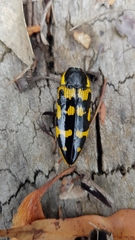 Cyrioides imperialis