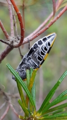 Cyrioides imperialis