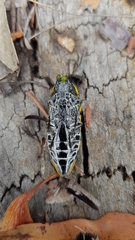 Cyrioides imperialis