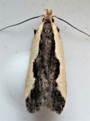 Dichomeris inserrata