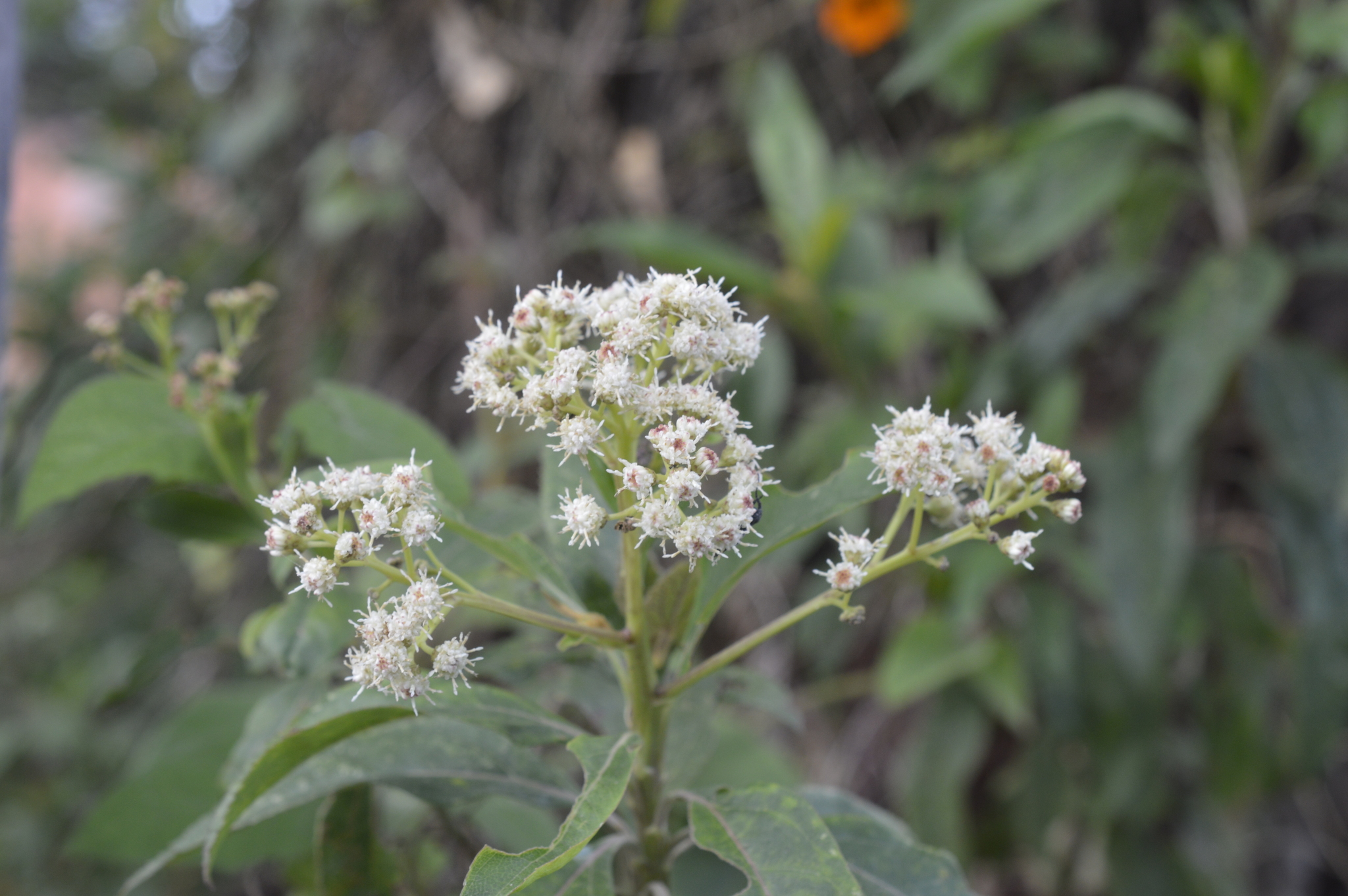 Baccharis image