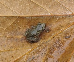 Eleutherodactylus verrucipes