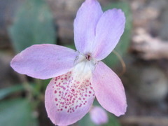 Pseuderanthemum latifolium