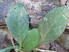 Pseuderanthemum latifolium