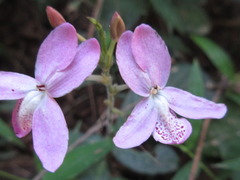 Pseuderanthemum latifolium