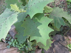 Solanum lasiocarpum