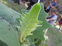 Solanum lasiocarpum