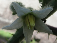 Solanum lasiocarpum
