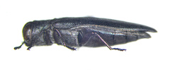 Agrilus politus