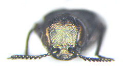 Agrilus politus