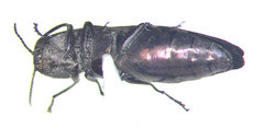 Agrilus politus