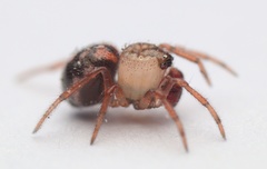 Phycosoma oecobioides