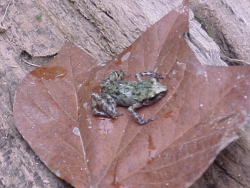 Big-eared Chirping Frog