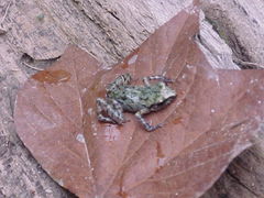 Eleutherodactylus verrucipes