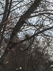 Parus major