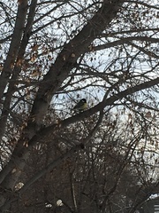 Parus major