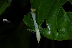 Hierodula venosa