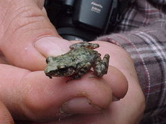 Eleutherodactylus verrucipes