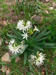 Pancratium illyricum