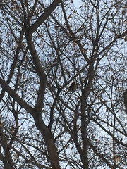 Passer montanus