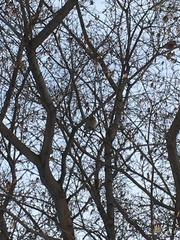 Passer montanus