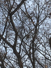 Passer montanus