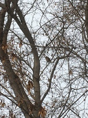 Passer montanus