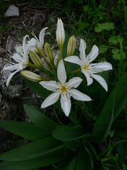 Pancratium illyricum