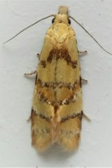 Phtheochroa vitellinana