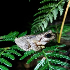 Litoria watsoni
