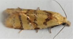 Phtheochroa vitellinana