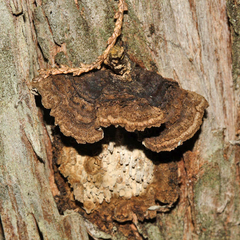 Echinodontium ballouii