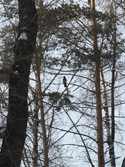 Corvus cornix