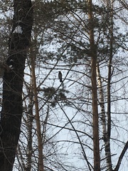 Corvus cornix