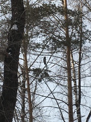 Corvus cornix