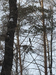 Corvus cornix