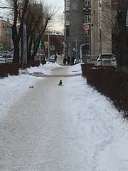 Corvus cornix
