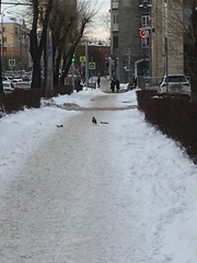 Corvus cornix