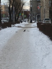 Corvus cornix