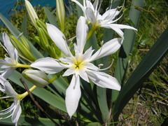 Pancratium illyricum