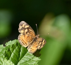 Anthanassa frisia