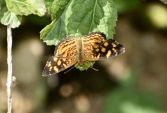 Anthanassa frisia