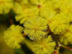 Acacia obliquinervia