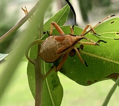Amorbini