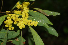 Acacia obliquinervia