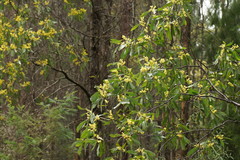 Acacia obliquinervia